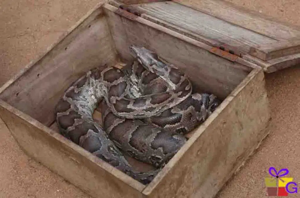 Snake in a box