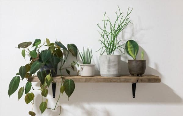 Indoor-Plants