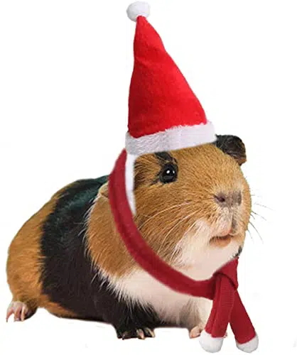 Cute Christmas Hat