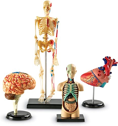 Anatomy Learning Resource Bundle