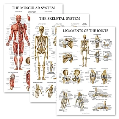 The Joints Anatomy Poster Set