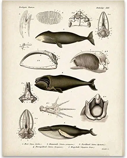 Whale Anatomy Art Print